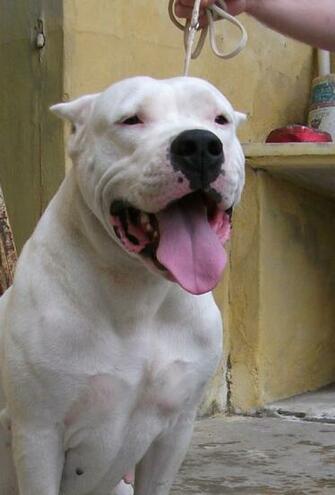 Guatemalan Dogo Wallpaper HD