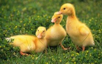 Esspressions On Beautiful Animals World