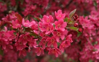 Beautiful Pink Flowers Branch Wallpaper