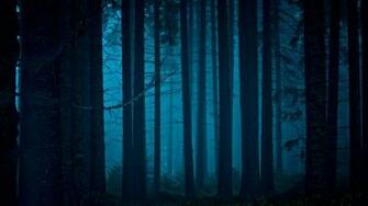 Mystical Forest Wallpaper