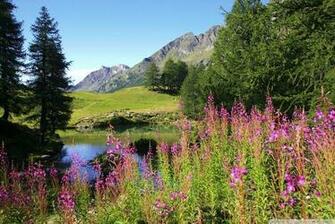 Mountain Wildflowers Field Wallpaper Walltor