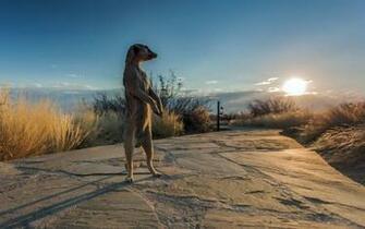 Meerkat HD Wallpaper