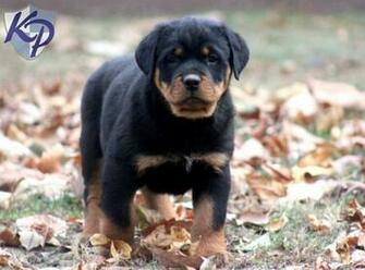 Rottweiler Puppies Desktop Background Dogbreedswallpaper