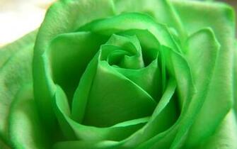 Green Rose HD Wallpaper Wallsev