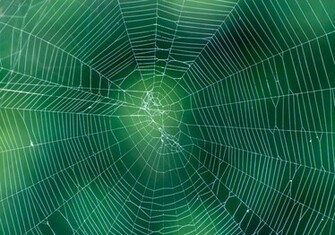 Spider Web On Abstract Blur Green Background Photos