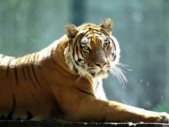 HD Wallpaper Full 1080p Desktop Best