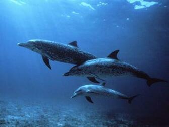 Underwater Wallpaper