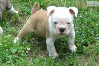 Olde English Bulldogge Puppy Near Huntsville Decatur
