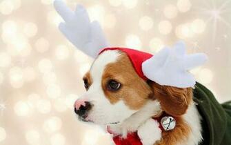 Cute Puppies Christmas Wallpaper For Desktop With