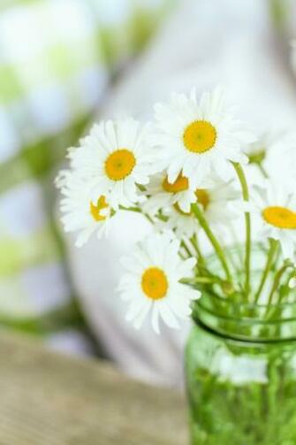 Wild Daisies And Buffalo Check Creative Cain Cabin