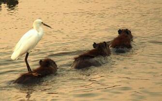 Capybara HD Wallpaper Background Image