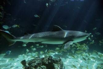 Beautiful Wallpaper Shark Desktop