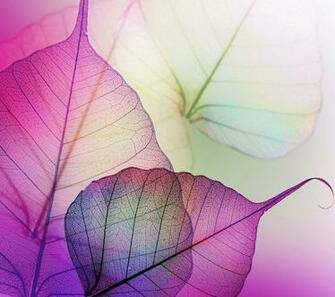 A New Wallpaper Viber Just Click Here Flowers