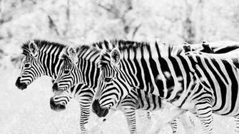 Black And White Animal Wallpaper