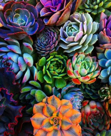 Succulent Desktop Wallpaper Flower Echeveria Plant White Mexican