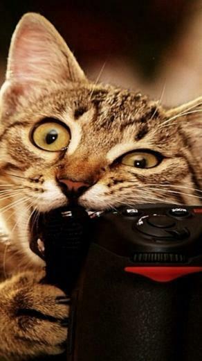 Funny Cat Wallpaper iPhone