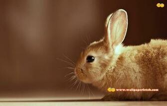 Wallpaper Fetch Beautiful Animals HD Pack