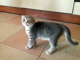Derpy Cats Photo
