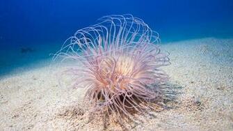 Hintergrundbilder Sea Anemone My HD Wallpaper