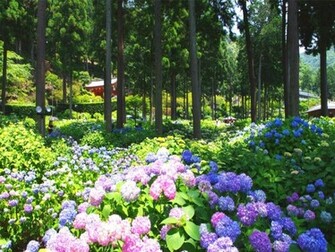 Colorful Hydrangea Wallpaper