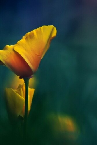 Yellow Flowers Fuzzy Natural iPhone 4s Wallpaper