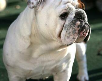 Bulldog Resimleri
