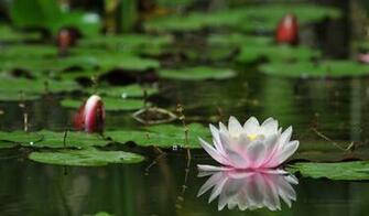 Crimea Photo Image Flowers Of The Nikitsky Botanical Garden