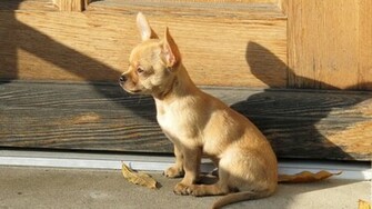 Chihuahua Wallpaper Background