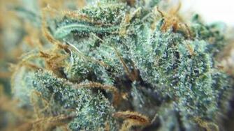 Best Wallpaper Kush Platinum
