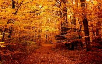 Autumn Forest Wallpaper For Desktop Net