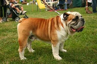 English Bulldog Wallpaper HD M5x Eu