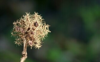 HD Dandelion Photography Wallpaper Plant Desktop Background