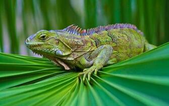 Explore The Collection Reptiles Lizards Lizard