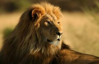 Lion HD Wallpaper