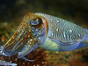 Cuttlefish Underwater World Desktop Wallpaper HD For