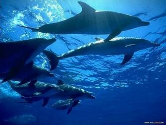 Blue Ocean Wallpaper Animals Wallpaper20 Wallcoo Net