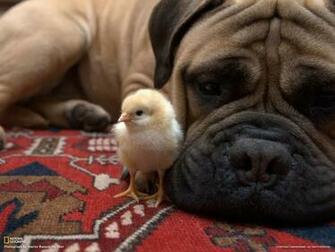 Best Friends Bullmastiff Wallpaper