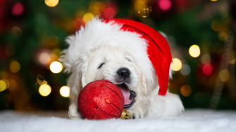 Take The Oh No Out Of Your And Pets Holiday Ho Fda