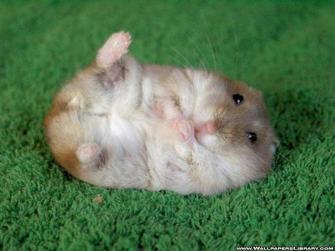 Hamster Background Image HD Wallpaper