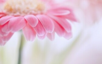 Flowers Pink Wallpaper Gerbera