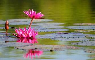 Water Lilies Wallpaper