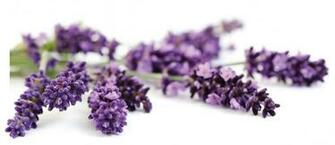 Lavender Flowers Wallpaper HD