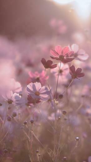Flower Blumen Wallpaper With Image Aesthetic