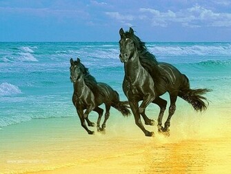 Walking Wallpaper Black Colourful Horse Running