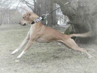 Apbt By Isabellemattsson