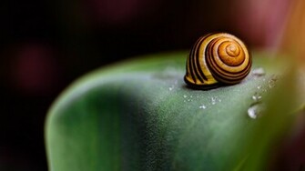 Snail Shell HD Wallpaper For X HDwallpaper Net