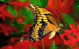 Pretty Butterfly Wallpaper