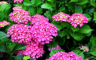 Popular Hydrangea Wallpaper Windows