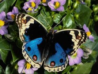 Wallpaper Pc Computer Butterfly