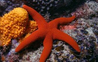 Starfish Computer Wallpaper Desktop Background Id